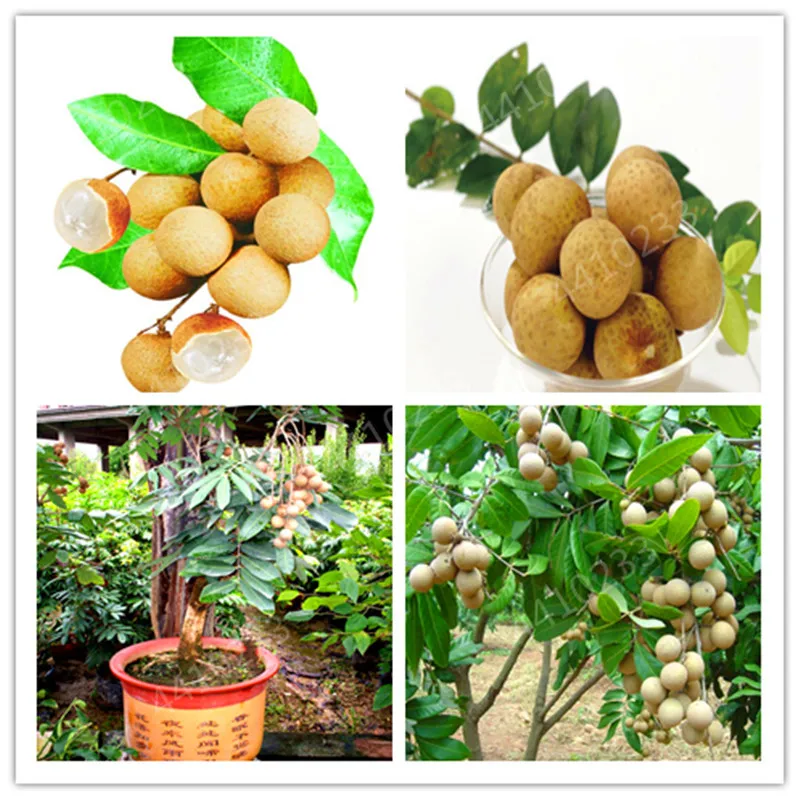 

10 PCS Bonsai Longan Extra-Sweet Extra-Big Bonsai Fruit Tasty Dragon Eyes Rare Exotic Potted Plant For Garden Flower Pot Plants