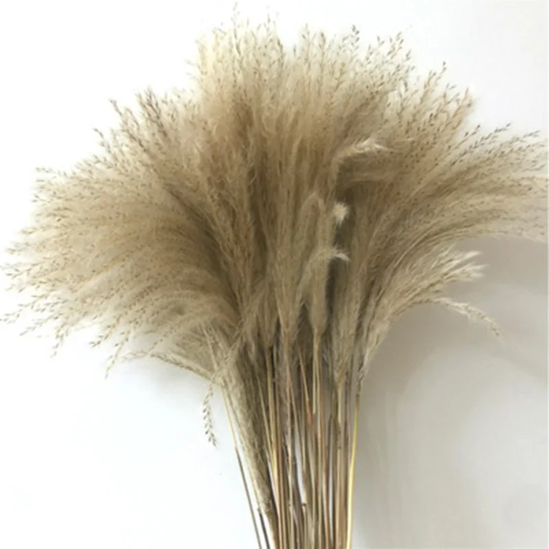 20 шт. Pampas gras kerst Декор настоящие pampas gras reed natuurlijke gedroogde растение декоративный бруйлок Декор bloem bos - Цвет: 20pcs
