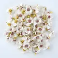 White daisy