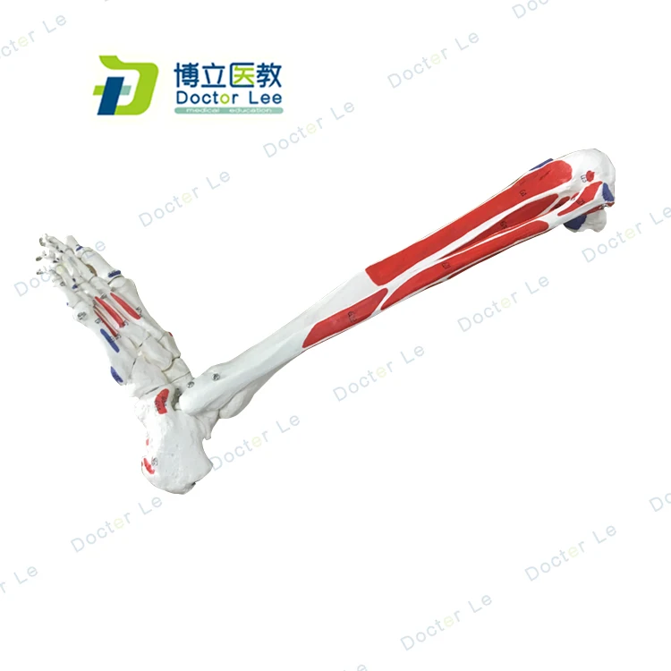 

1:1 Life-sized Number Marked Human Anatomy Leg Bones Foot Joint Biology Model Skeleton