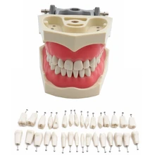 Adc modelo credenciado dentes dentários modelo de ensino dental modelo de demonstração dente com removível 32 pces dentes