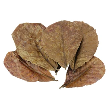 

JEYL 100Pcs Natural Leaves Island Almond Leaf Fish Cleaning Treatment Aquarium Tank Drop