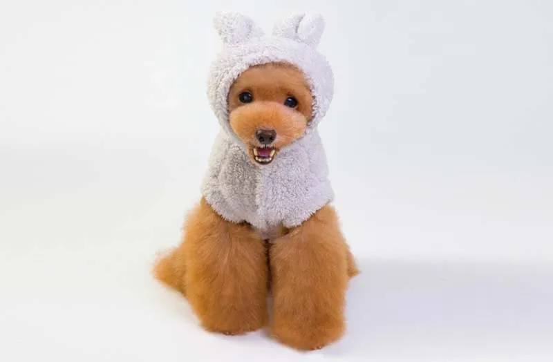 Хлопковая толстовка с капюшоном для собак, зимняя одежда для маленьких собак, флисовая куртка для щенков, куртка для кошек, Ropa Perro, французская одежда для бульдога, Мопса