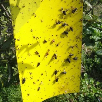 

10PCS/Set Practical Double-sided Adhesive Flies Insect Stick Board Multi-functional Durable Pest Control Glue Sticker New