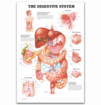 

MT779 Human Anatomy The Digestive System Medical Science Painting Art Poster Print Canvas Home Decor Picture Wall Print