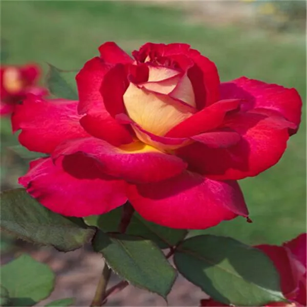 100 шт изумительно красивые розы бонсай цветок с красным краем рассада редкий цвет популярный садовый многолетник куст или бонсай цветок