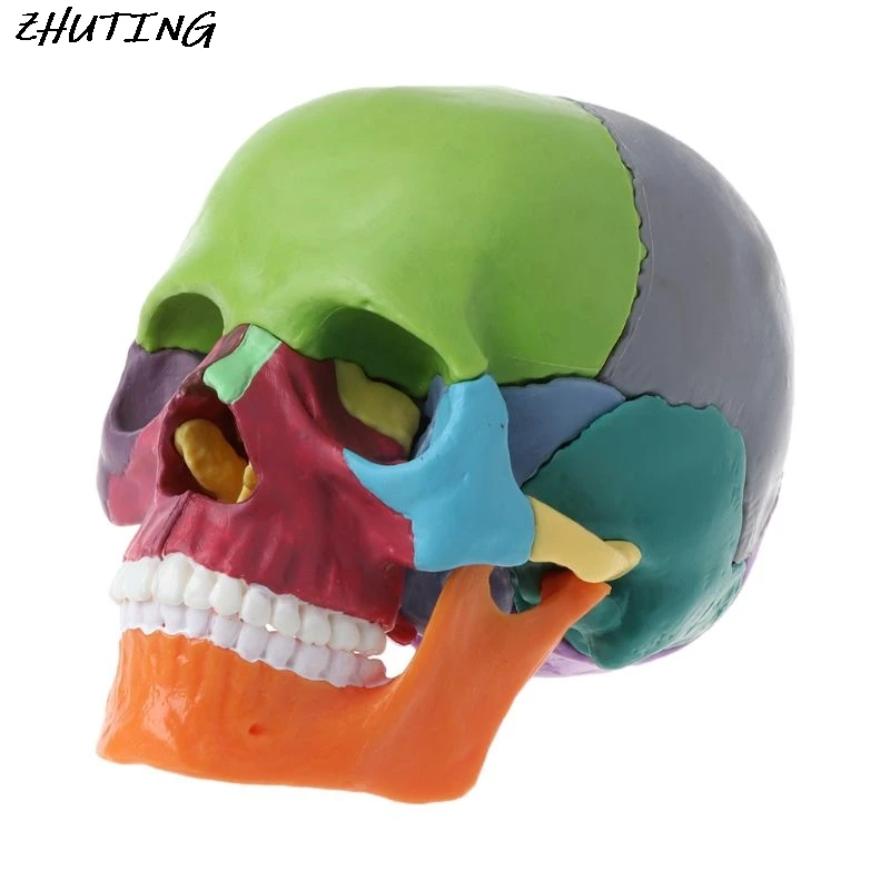 

15Pcs/set 4D Disassembled Color Skull Anatomical Model Detachable Medical Teaching Tool