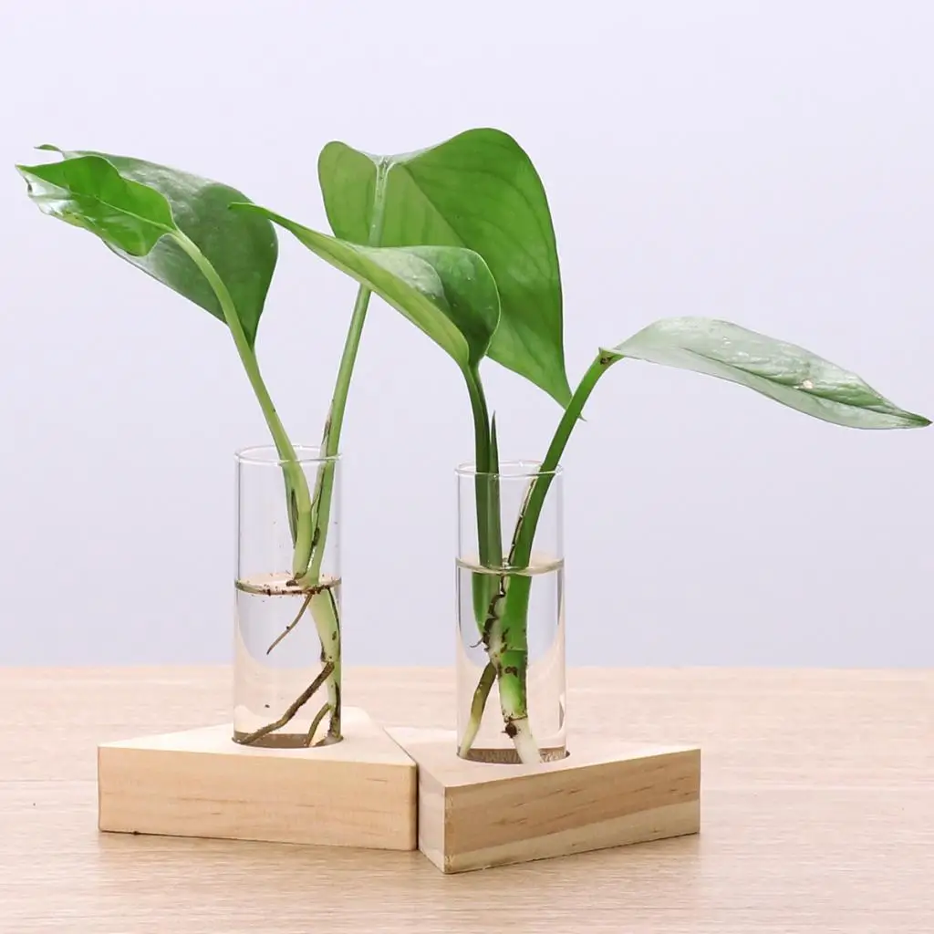 2pcs Planter Test Tube Flower Bud Vase Tabletop Glass Pots in Wooden Stand