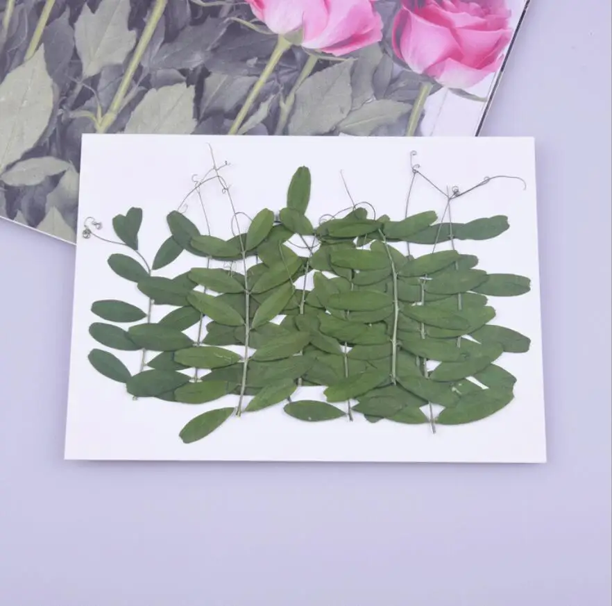 

60pcs Pressed Dried Bean Leaf Flower Herbarium For Epoxy Resin Jewelry Making Bookmark Phone Case Face Makeup Nail Art Craft