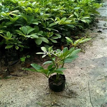 

Ngryise 2Pcs A Set Schefflera Octophylla