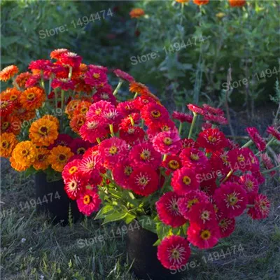 100 шт Разноцветные Цинния Флорес, бонсай цветочные растения в горшках, редкие весенние цветы растения для домашнего сада - Цвет: 13