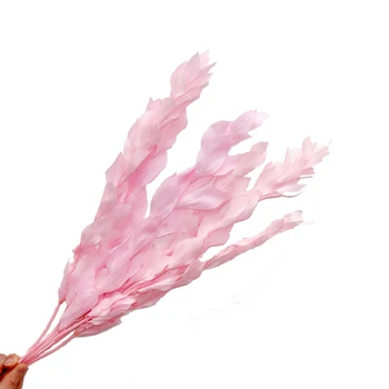

Concise style Natural flower Preserved Ruscus leaf for home decoration