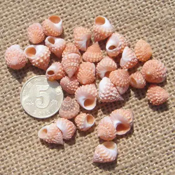 

Rose rare conch snail conch shells Coral aquarium specimens screw DIY wedding gifts