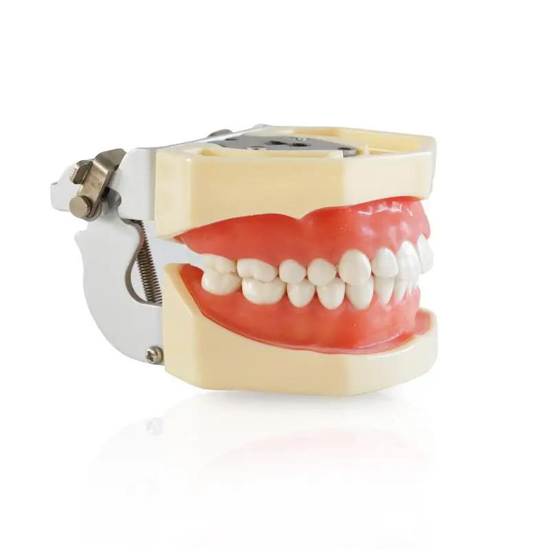 Kopen Tandheelkundige Alle Verwijderbare Tanden Model 28pcs Dental Tanden Model voor Tandheelkundige Praktijk Tandarts Traning model In De School