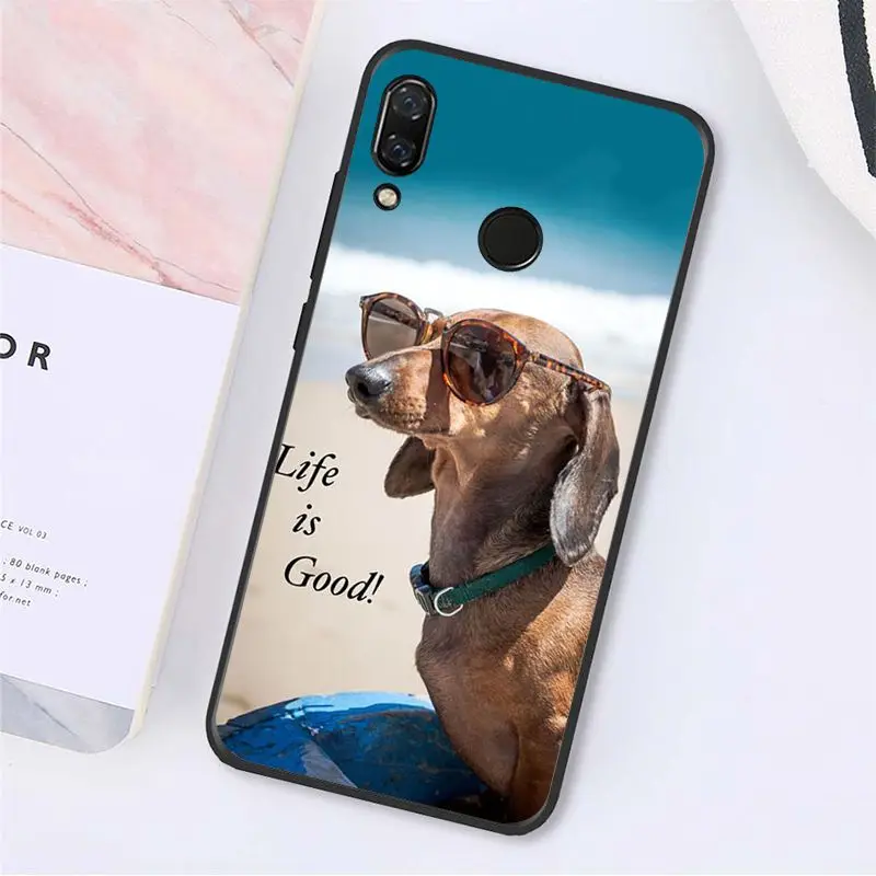 Cute Animal Dachshund Dog Puppy 