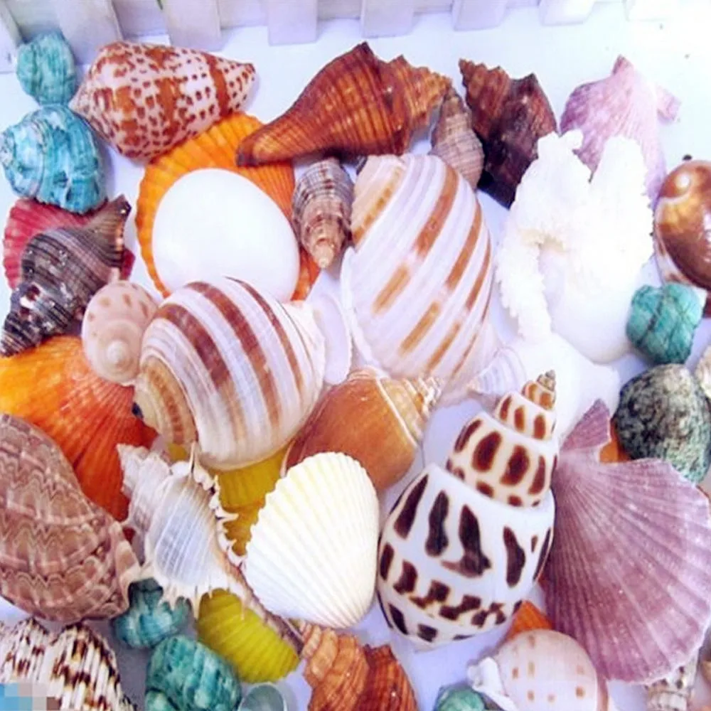 New 100g Beach Mixed Sea Shells Craft SeaShells Aquarium Nautical Decor