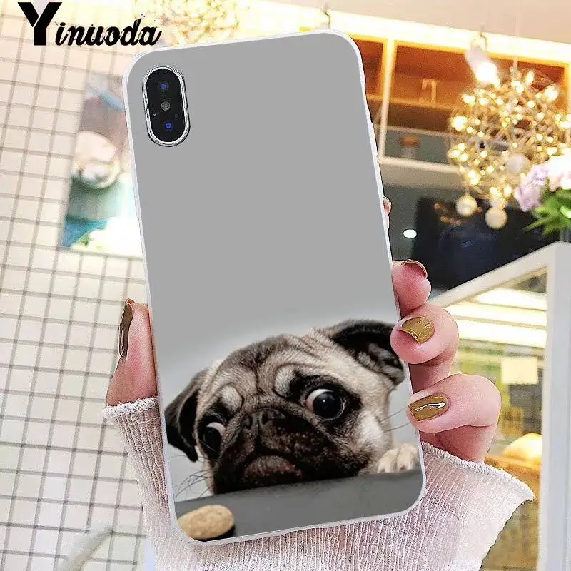 Animal Cute Pug Dog