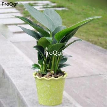 

Ngryise 1Pcs A Set Philodendron