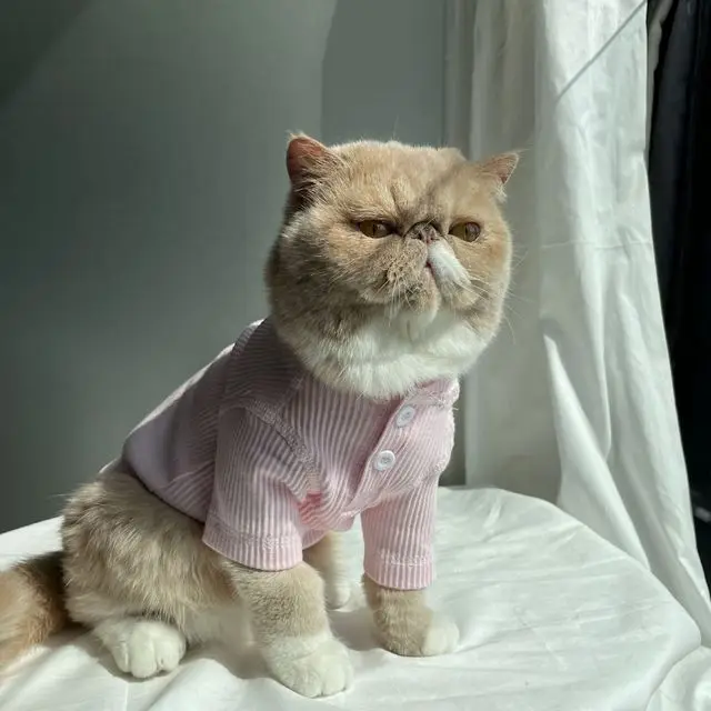 Pet Cat Clothes Hairless Cat Pink Elastic Thread T-Shirt Dog Teddy Small Dog Vip Garfield