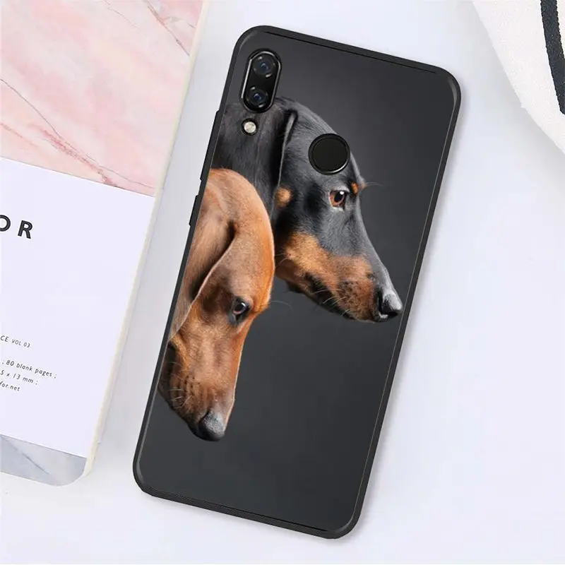 Cute Animal Dachshund Dog Puppy 
