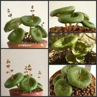 100 шт.* настоящий свежий красный Dionaea muscipola Venus Flytrap S-(Bu-ying-cao)-суккуленты Плотоядные