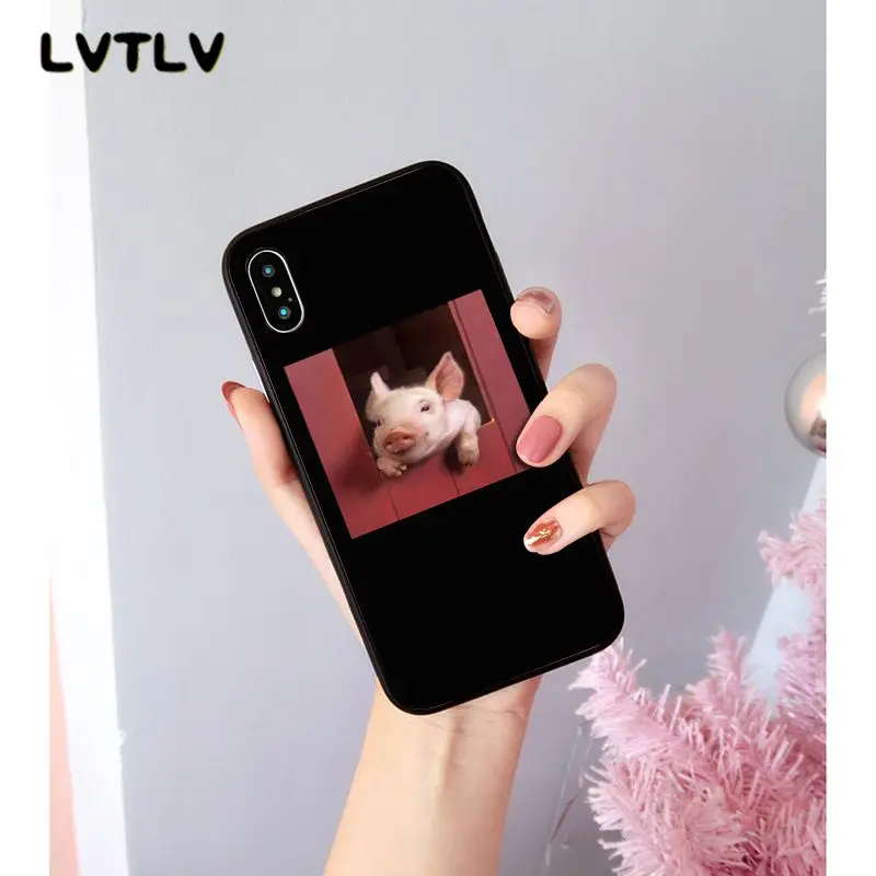 Cute Little Pink Pet Pig