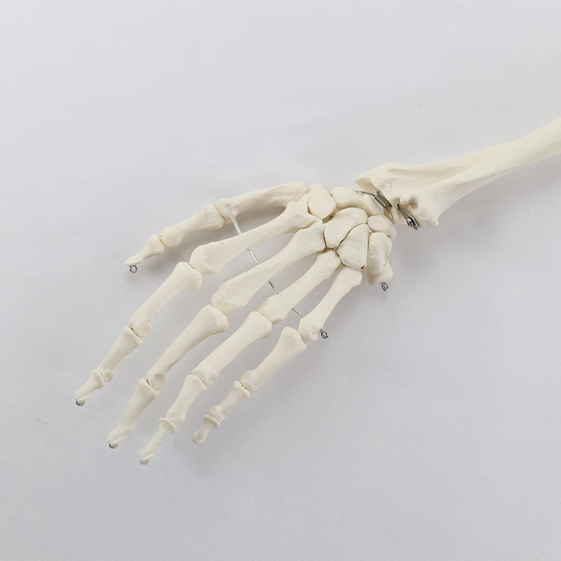 Human Upper Limb Arm and Radius Hand Bone Anatomy Model Medical Science Teaching Resources anatomical models