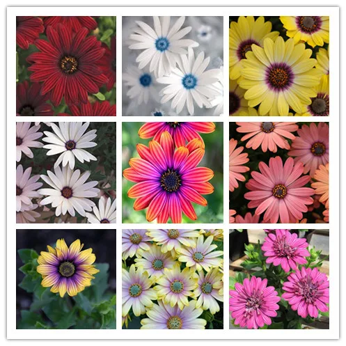 Горячая распродажа! Osteospermum бонсай цветочные горшки синяя Маргаритка цветы для