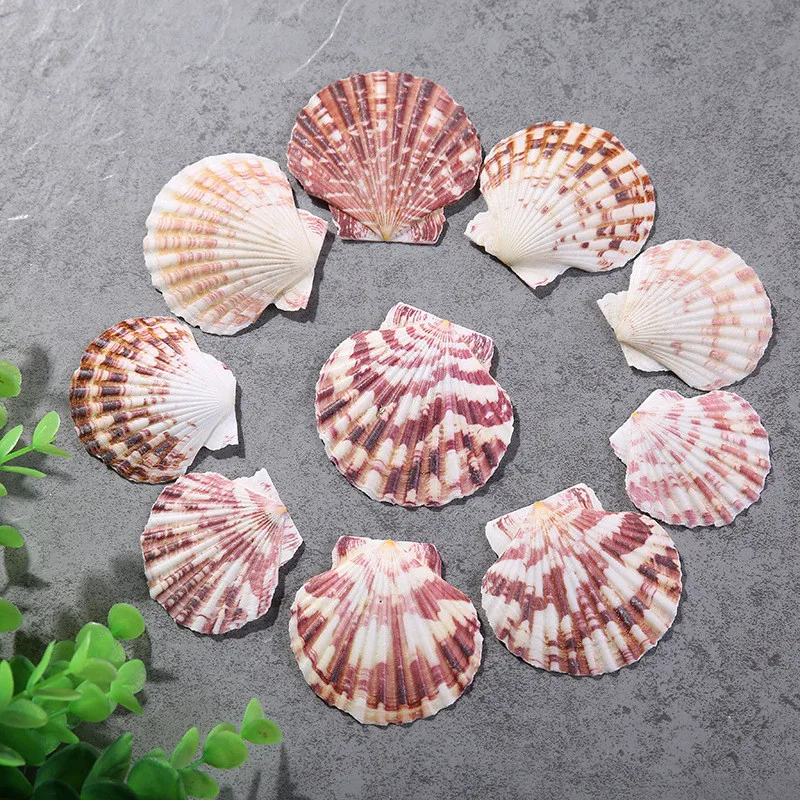 Flower Scallop Natural Color Pattern Marine Ocean Fish Landscape Decoration natural shell ornaments Mediterranean Style Home Decor 10pcs/Lot