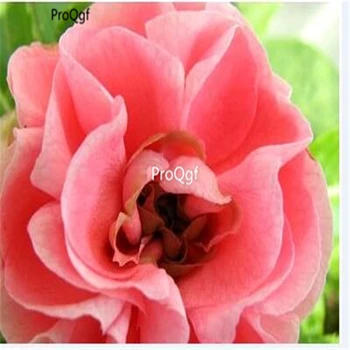 

Ngryise 200Pcs A Set Camellia