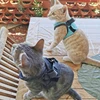 Adjustable Anti-Escape Small Cat Belt Kitten Harness Light Breathable Soft Pet Vest Wiring Harness Traction Belt Kitten Walking 6