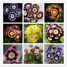 100 шт Свежие Редкие примулы OoEasy PSe-edsing цветок semillas