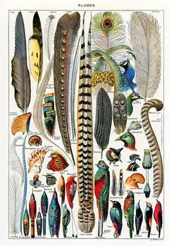 

Lot style Choose Vintage Adolphe Millot Encyclopedia Mammals Art print Silk poster Home Wall Decor