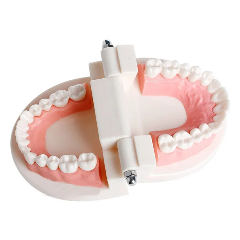 Модели зубные Стоматологические продукты лаборатории Стандартный стоматологический обучения, изучения Typodont демонстрации устные образования 1:1 соотношение инструменты