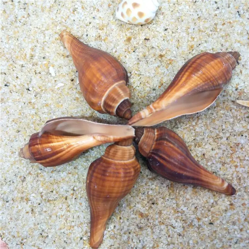 5-8 см atural shell раковины diy натуральный корпус ювелирные изделия ремесло аксессуары DIY