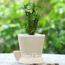 Лидер продаж! 100 шт./упак. драцена Сандера бонсай небольшие горшечные растения уровень почкования 95% поглощения излучения драцена сад,# T074VF