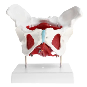 

1:1 Female Pelvis with Organs - Pelvic Floor Muscles and Reproductive Organs - Removable Organs Teaching Props