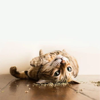 10g Cat Toys Catnip Organic 100 Natural Cat mint Grass Menthol Funny for Kitten Pet