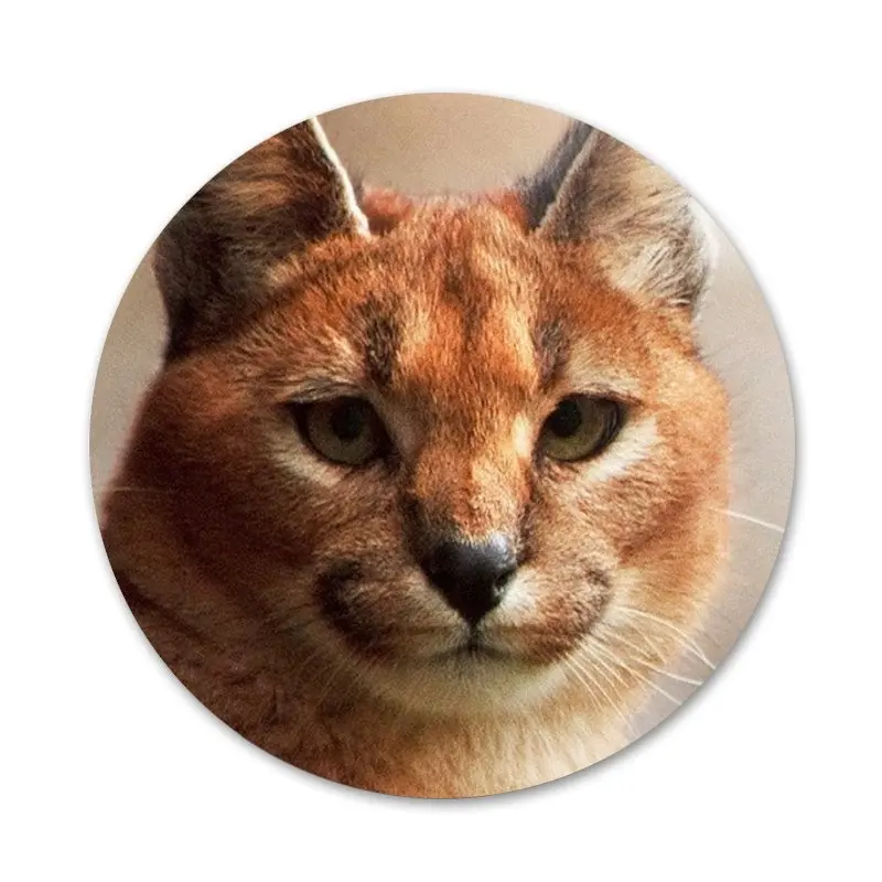 Pin on Gato Caracal