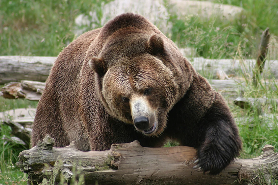 Алмазная 5D картина медведь в лесу круглая алмазная живопись с животными 100%|painting