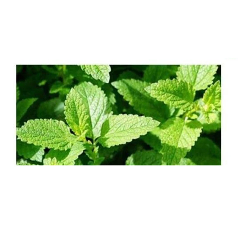 Mint antibacterial