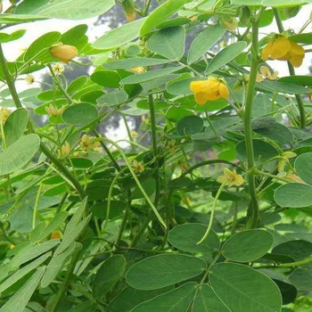 

Jue Ming Zi /Semen Cassiae Seed/Cao Jue Ming