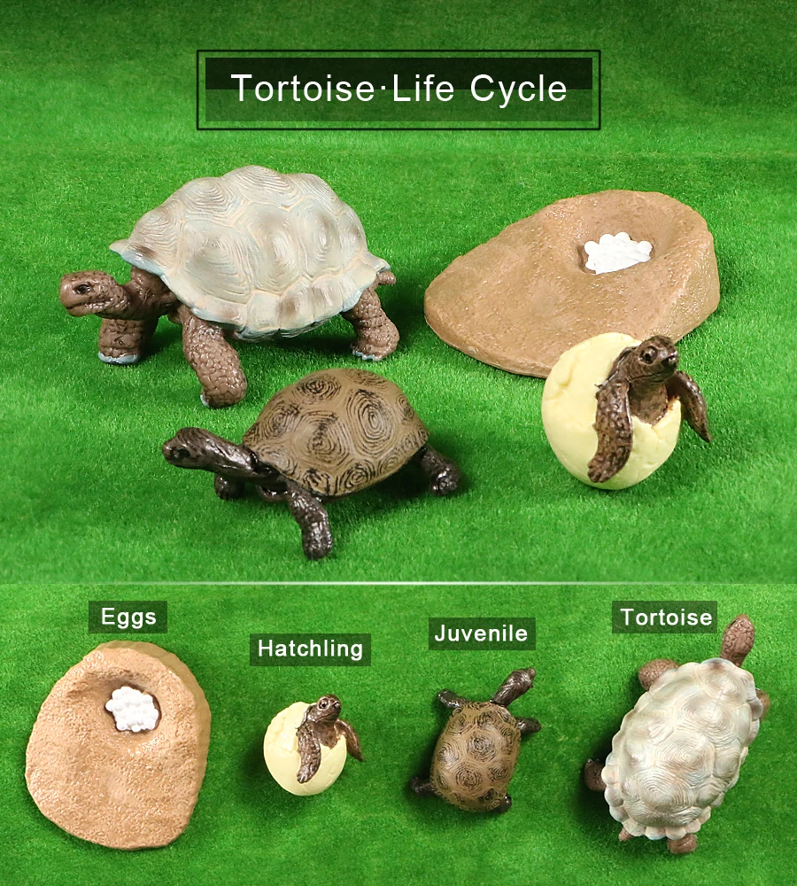 Simulation Animal Life Cycle Tortoise Sea Turtle Growth Cycle