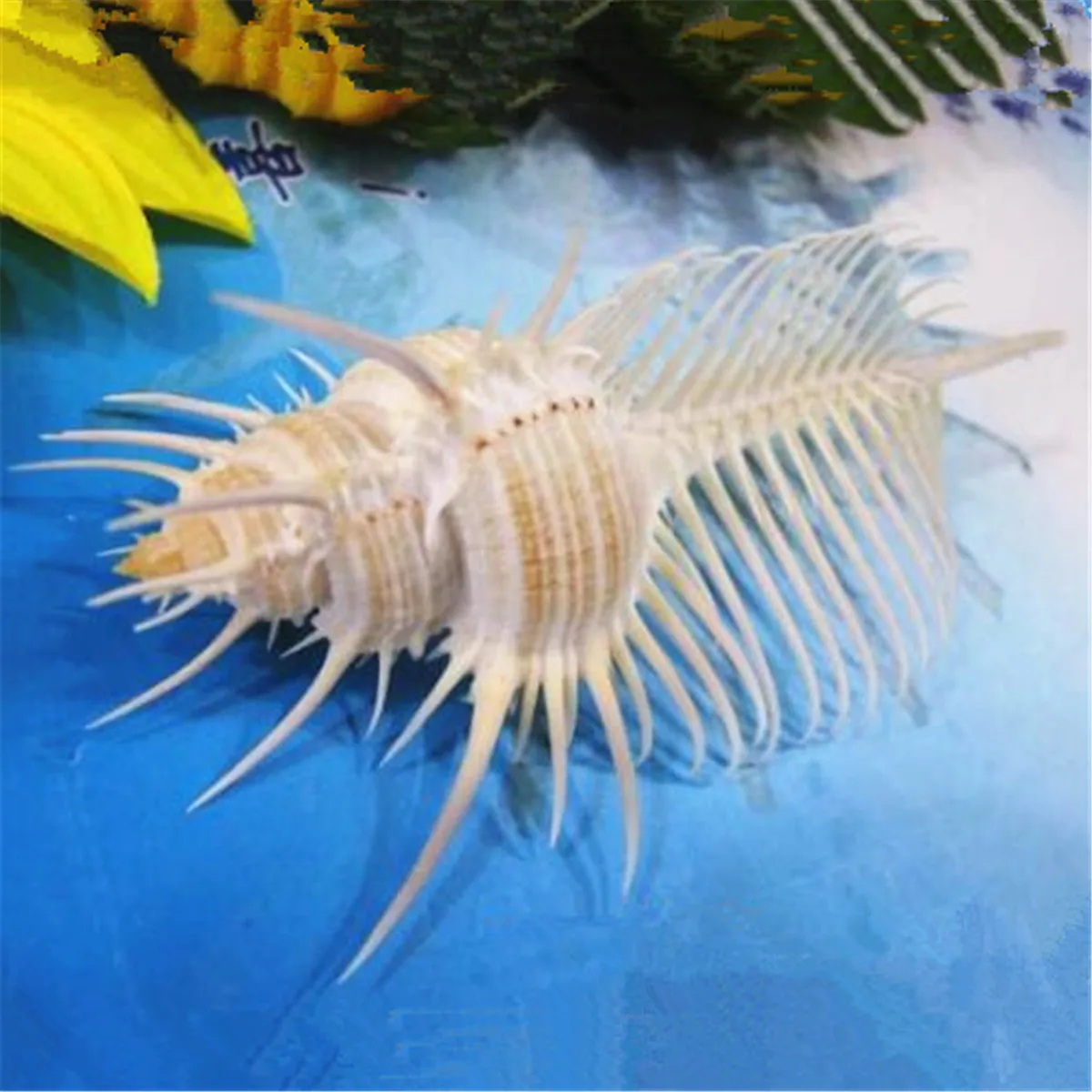 Comb Like Shells Conchiglia Oceano Indiano Sea Urchin Shells Natural Venus Comb Sea ...