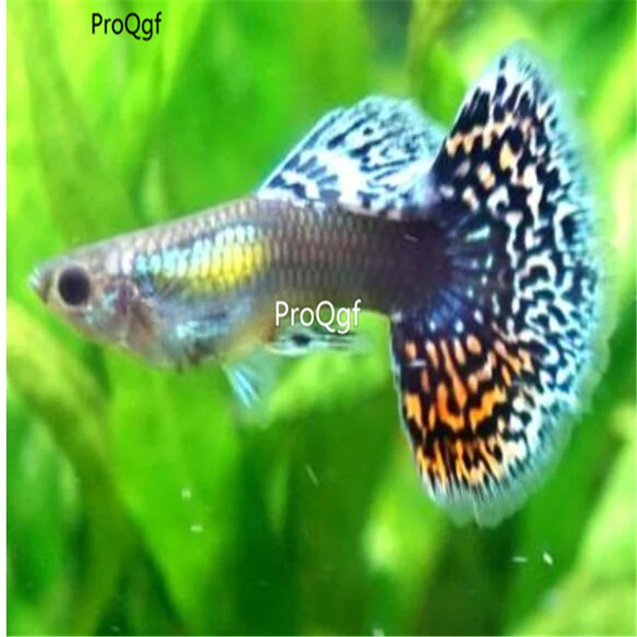Ngryise 2 шт набор Poecilia reticulata - Цвет: 11