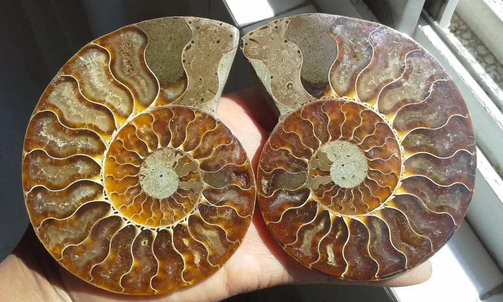 88fa 00674 1 Pair Half Cut Ammonite Shell Jurrassic Fossil Specimen Madagascar