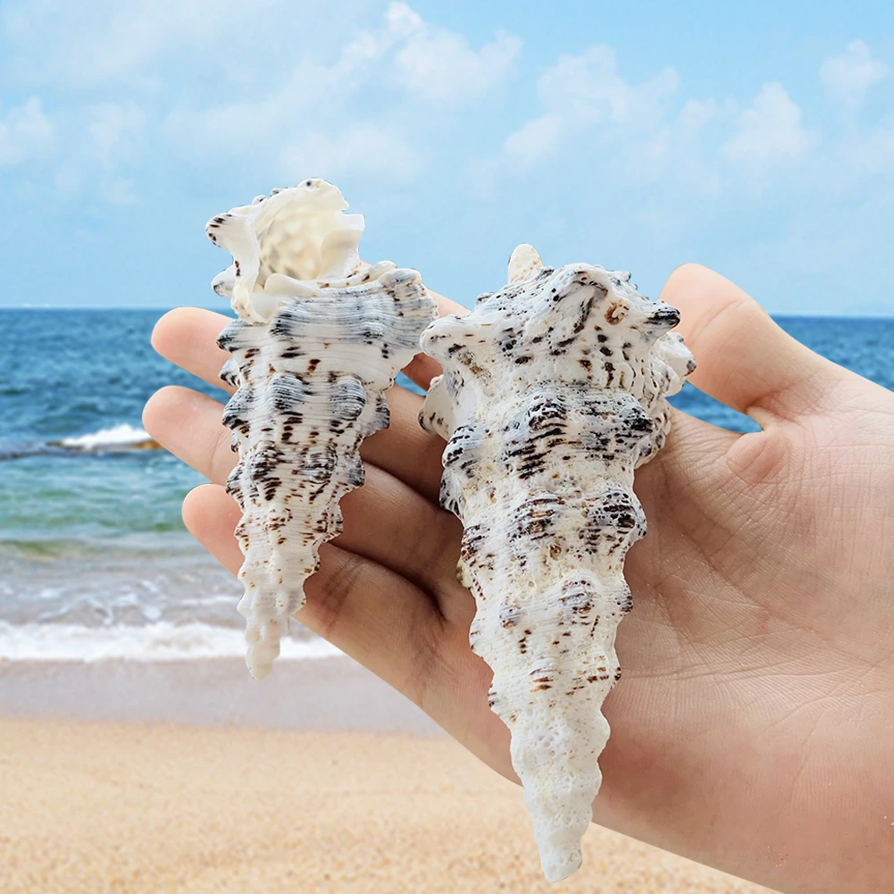 1 шт. натуральная морская раковина улитки морской аквариум декоративная Образец