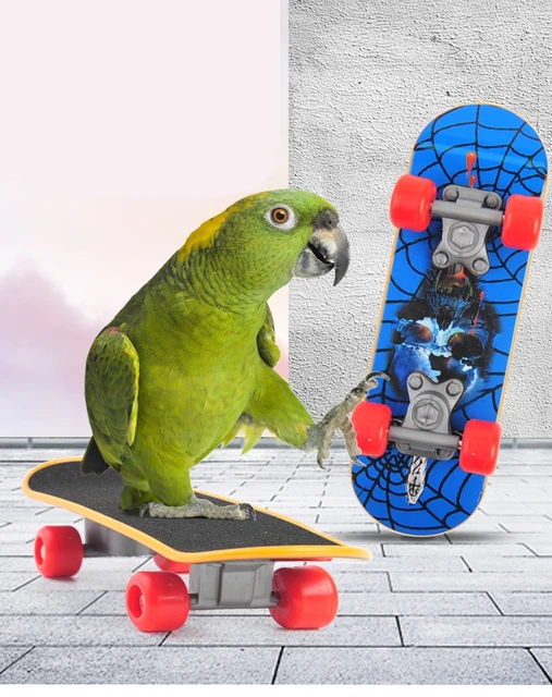 1 PC Parrot Training Skateboard Bird Supplies pattini Lovebird canarini  trespolo per pappagalli per uccelli caloppita Birds accessori