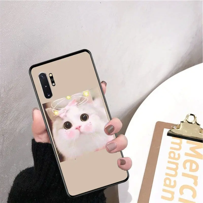 Cute funny funny kitten cat