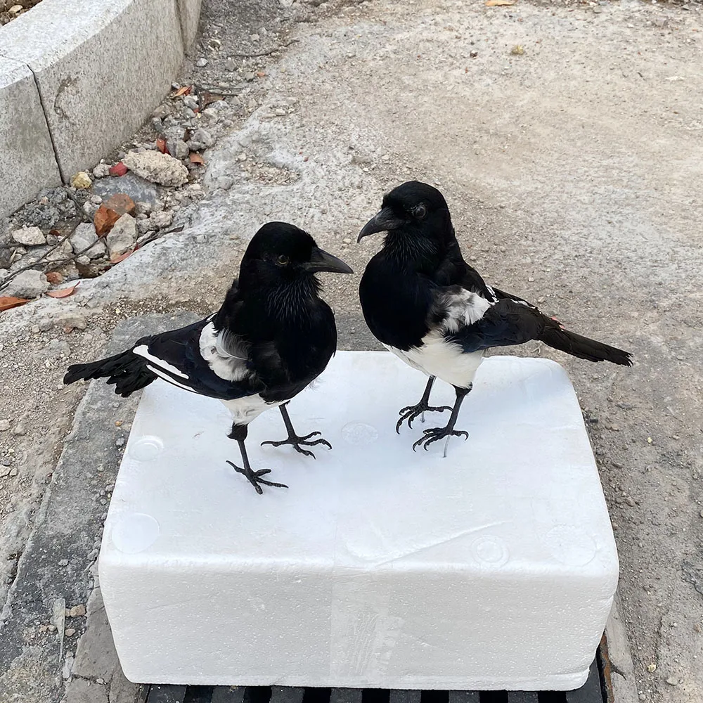 axidermy stuffing Pica pica Eurasian Magpie /Common Magpie /Black-billed Teaching / Decoration 1Pcs